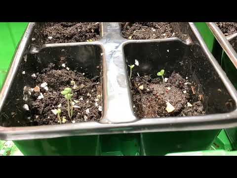Catnip growing timelapse #catnip  #plants  #gardening