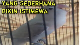 Download lagu masteran lovebird tempo sedang mp3