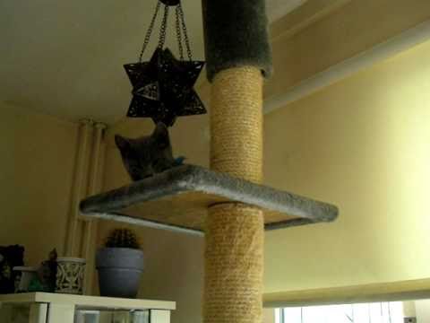 Blauwe Rus kittens Vladimir - Nadesha 2010