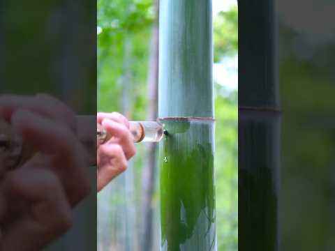 竹に注射する理由