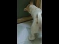 Prison Break Version Dog =)) 