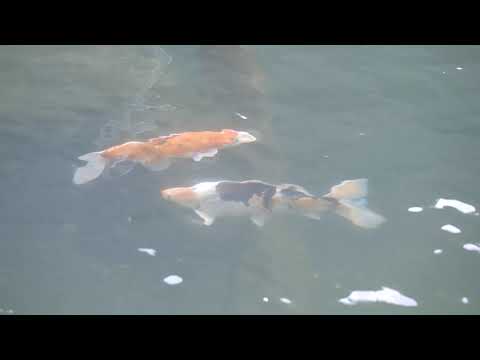 やまぐち映像図鑑 NO.157 一の俣桜公園［下関市］ | Ichinomatasakura Park  [ Shimonoseki-city ]