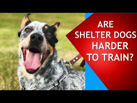 Are Shelter Dogs Harder to Train? Watch This Video to Find Out!