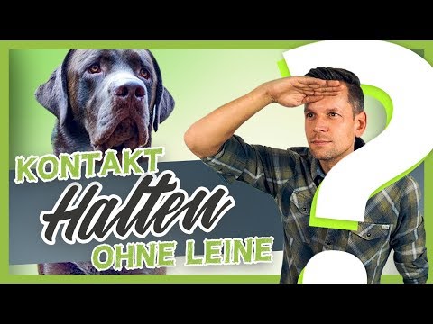 Hundetraining | Hundefreilauf | Kontakt halten OHNE Leine
