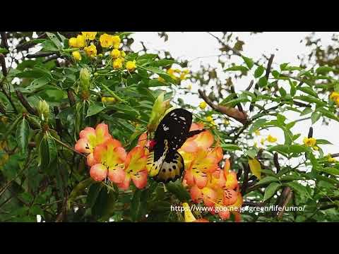 森に眠る物語　真辺雄一郎