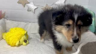 シェットランドシープドッグの動画01