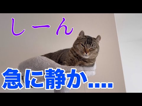 猫は「静かすぎる」と逆に起きるのか検証してみた