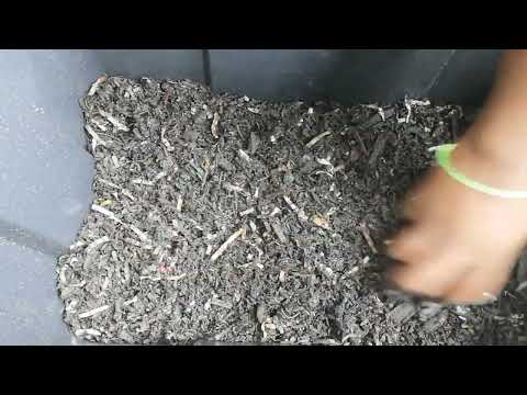 Counting Worm Cocoons & Creating A Nursery Bin