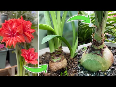 Amaryllis Done Blooming? Don't Do This  | 6 Dos and 1 Don't