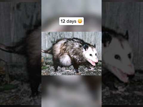 How Long Animals Are Pregnant 🤯