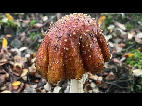 image : Champignons de Nouvelle Zélande !