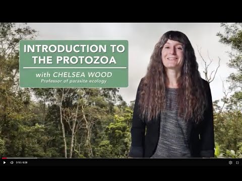 Introduction to the protozoa