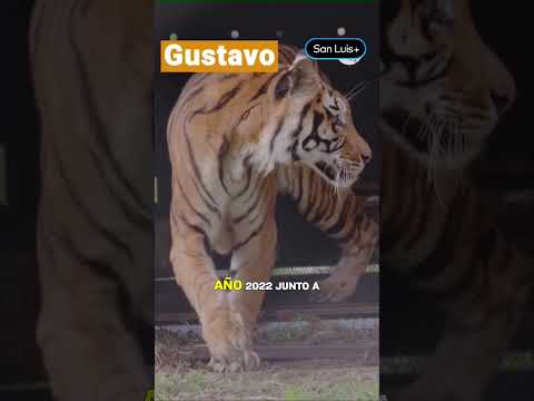 Murió Gustavo, uno de los tigres del vagón