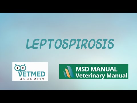 Leptospirosis