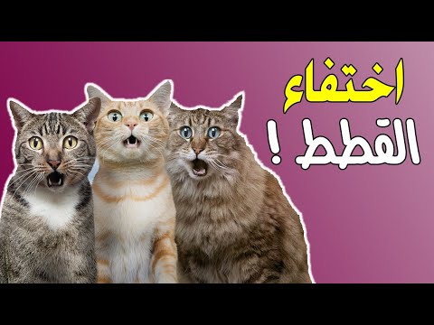 ماذا سيحصل ؟ لو اختفت جميع القطط عن كوكبنا فجأة !