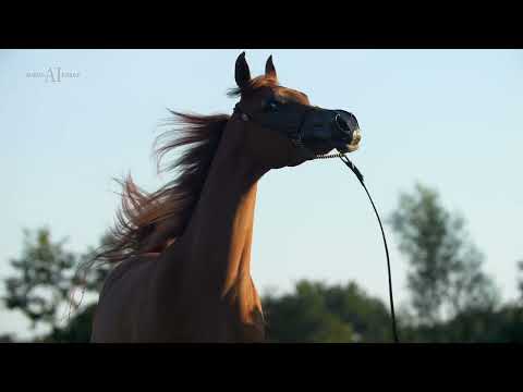 💕 LULU AL DAWLA 💕 - The history with Al Dawla Arabians