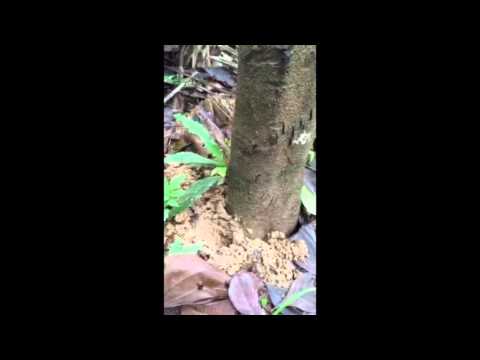 Discovering Bullet Ants, Paraponera cravata, along the Amazon River, Peru