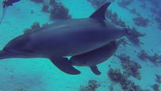 Good is a Woman - Lou Bega