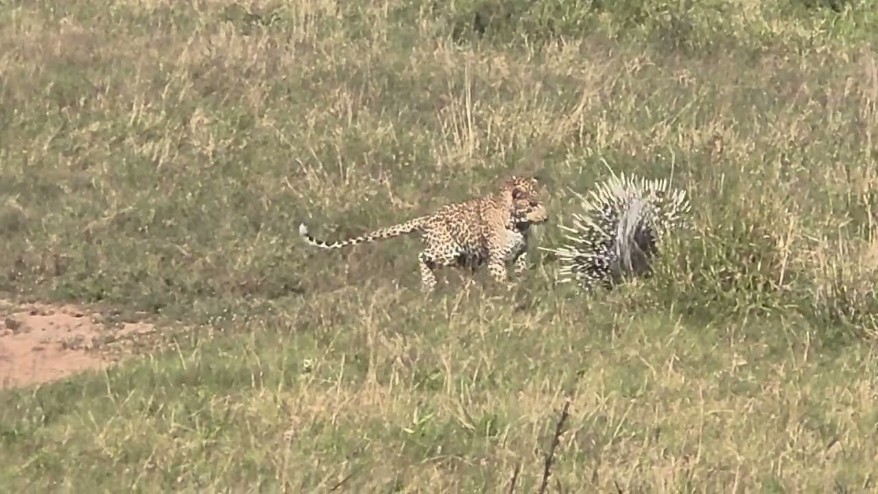 Young Leopard Pesters Porcupines || ViralHog