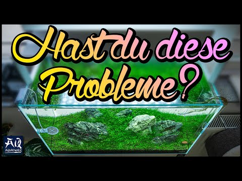 5 typische Probleme im Aquarium | AquaOwner