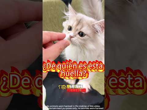 ¡Encontré una huella de pata de gato, ¿de quién será 🐾🐱🤔