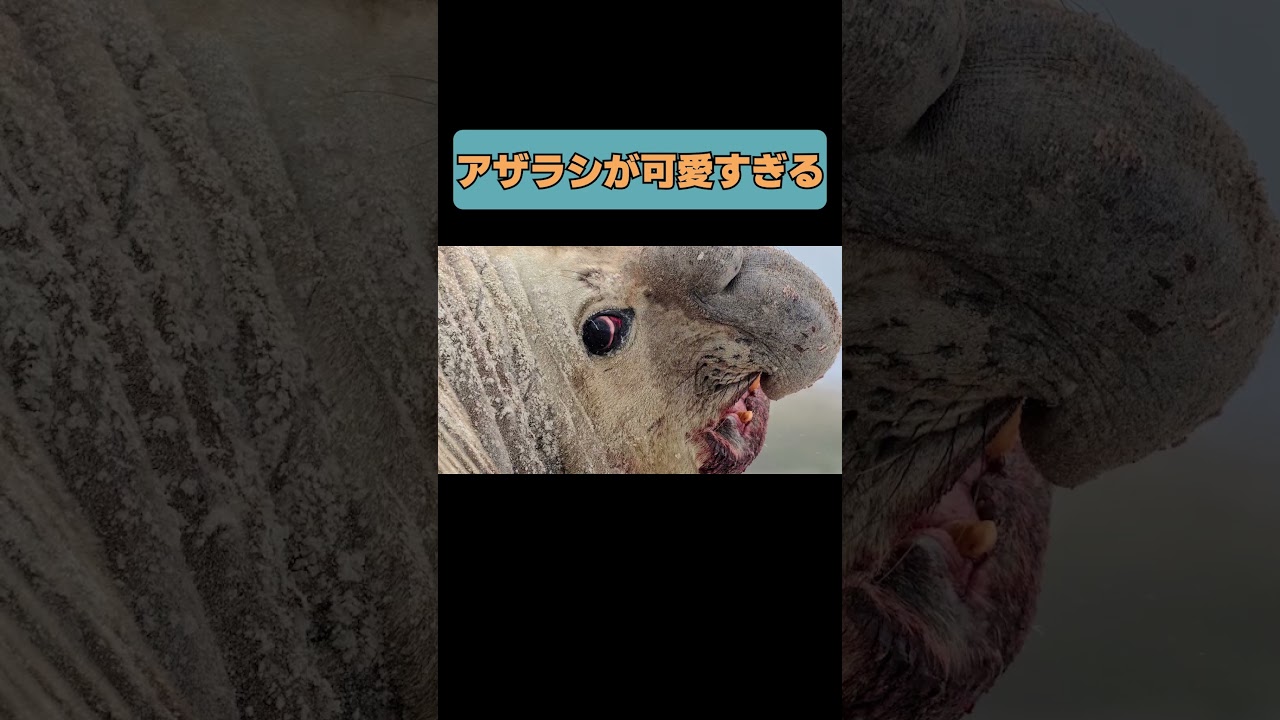 #animals #動物 #オールマイティラボ #アザラシ