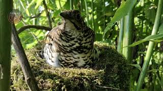 Download lagu ANIS SISIK 'Horsfield's Thrush' ( Zoothera horsfieldi) mp3 Download lagu ANIS SISIK 'Horsfield's Thrush' ( Zoothera horsfieldi) mp3