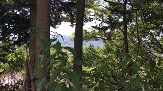 キクイモ栽培