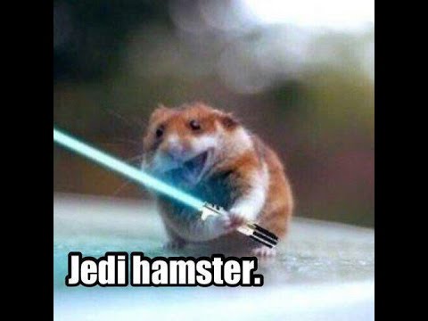 Hamster of Love (for @ajstenaka)