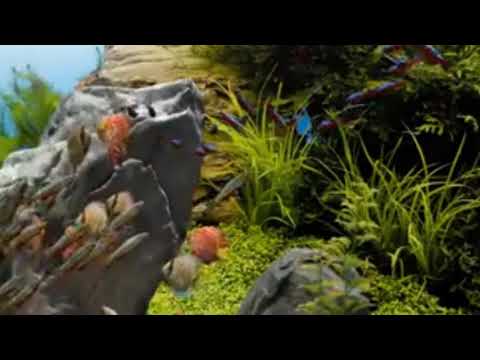 Coral Reef Aquarium Fish Tank with Water Sound - study Tropical Fish, Screensaver117#tradingstrategy