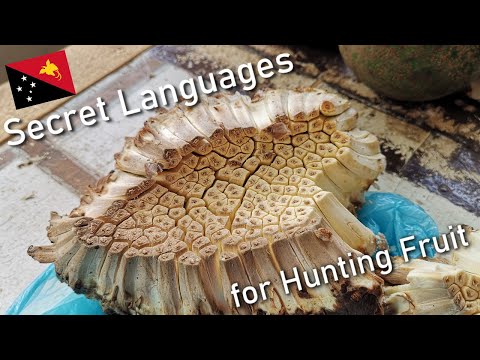 Karuka - Fruit Worth Changing Languages For  |  Plants of Papua New Guinea