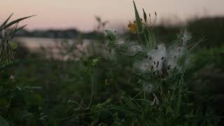 4k Nature Background Video || No Copyright || No Watermarks