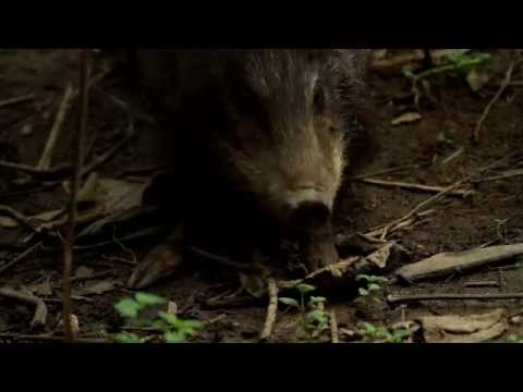 Pygmy Hog: only 150 of them remain in the wild!