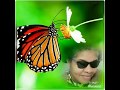 My Pictures In A Background Of Beautiful Butterflies