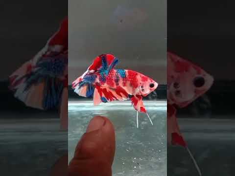 Betta Splendens: Multicolor Galaxy Koi Plakat (Premium Grade)
