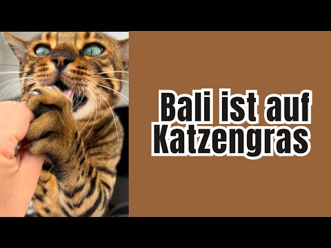 Katze ist auf Katzengras Leckerlies und atmet sie einfach weg ohne zu kauen