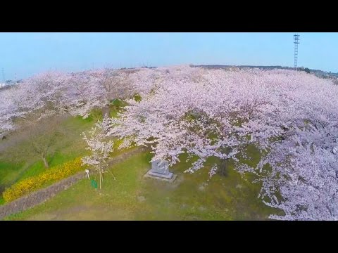 【NIIGATA-SORADORI】空から見た新潟県の桜名所