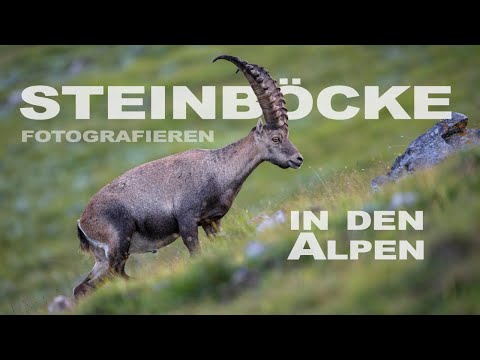 Tierfotografie in den Alpen: STEINBÖCKE & GÄMSEN in den Bergen