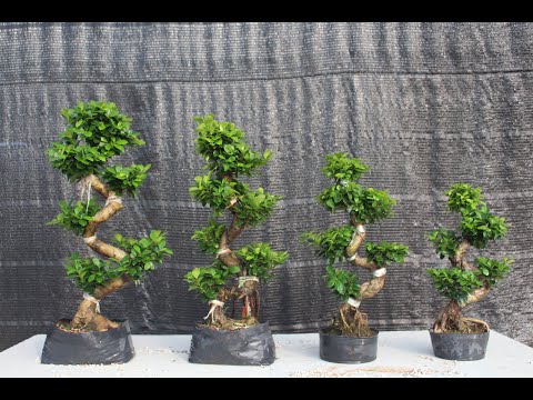 Bonsai Tree & Succulents with Cactus For Our Landscape Plant Nursery