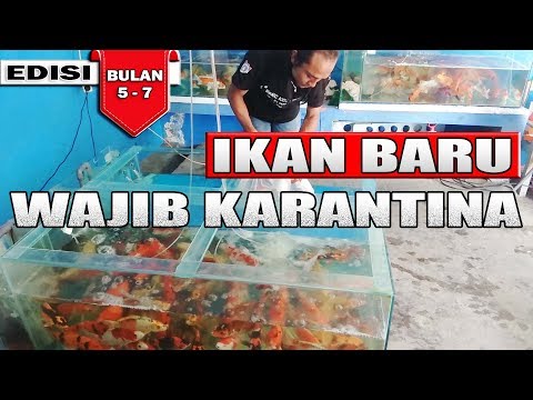 download lagu mp3 mp4 Cara Karantina Ikan Koi, download lagu Cara Karantina Ikan Koi gratis, unduh video klip Cara Karantina Ikan Koi