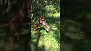 Rhodesian  ridgeback vs Thai ridgeback