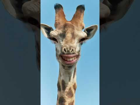 Families love going to the zoo and giraffes love children #shorts