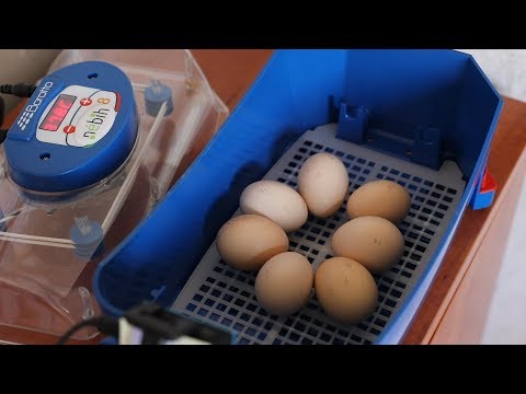 a helminth tojások megelőzése