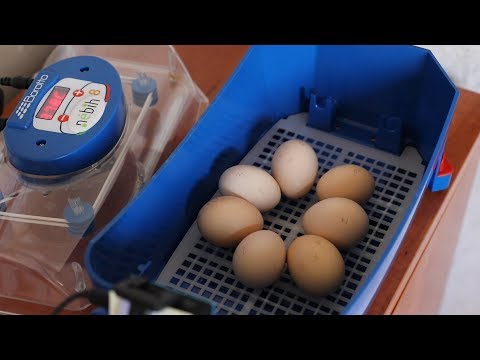 hogyan és hogyan kell kezelni a könyökön a pikkelysömör
