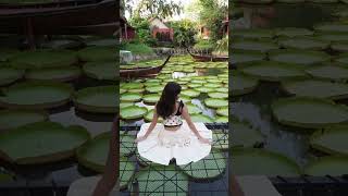 蓮の葉が浮かぶカフェ♡ #thailand #pattaya #旅行 #旅女 #海外旅行 #タイ移住 #タイ観光 #ドローン