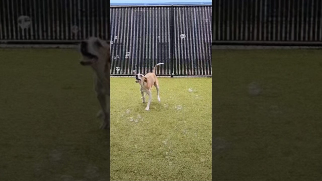 Fiona, a Adoptable Mixed Breed in Port Charlotte, FL video 6/6