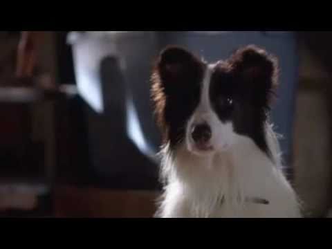 A Dog Year - Trailer.mp4