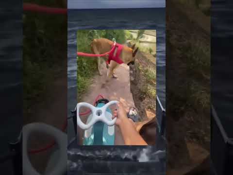 Khi con chó làm chủ sân chơi💀#memes