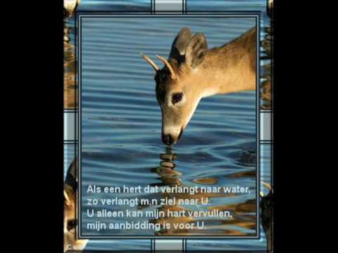 Als een hert dat verlangt naar water - gentlecountryman Holland