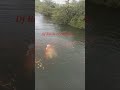 Jai Ganesh Ganesh Visarjan New Trending Ganesh Visarjan Video New Trending What S App Status